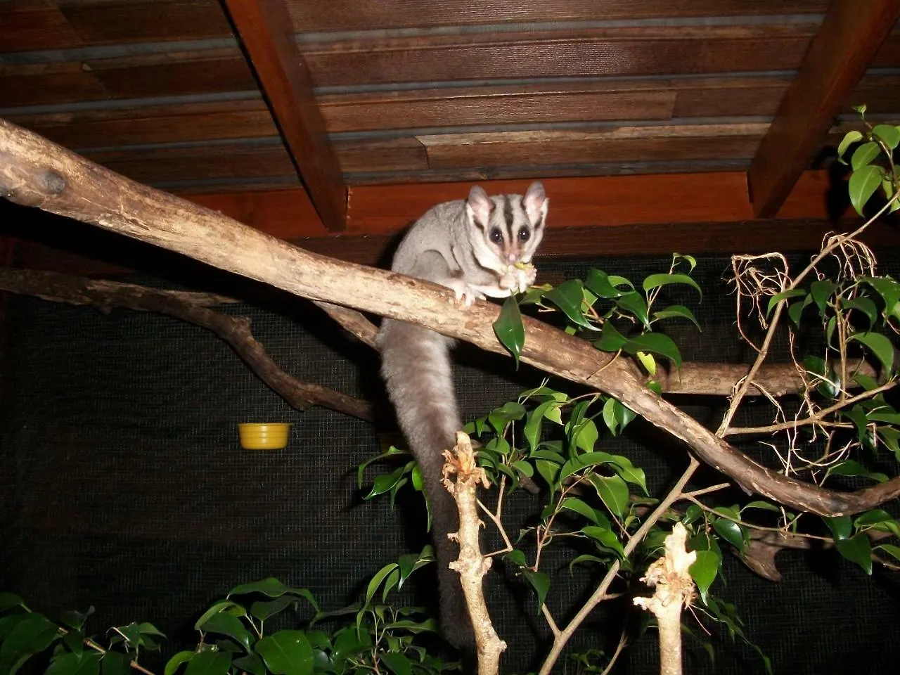 Forest Lodge: Bali-Style Retreat Agnes Water 0*,  Australia